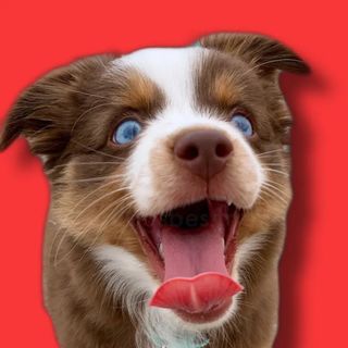 EmberToyAussie
