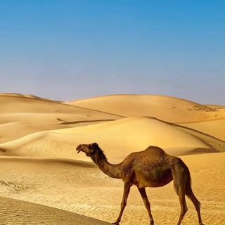 خالد🇩🇿 تركي🇮🇹