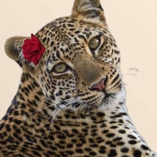 Capricieuse🪬🐆