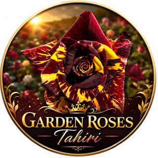 Garden Roses Tahiri