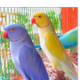 🇸🇦 🦜 عبدالله الشمري