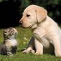 Our Cats & Dogs Snaps World