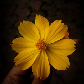 Orfilia