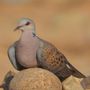 مقناص الضبعه فايز شعيب