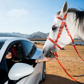 🐎🎼 🦋Alaa