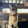 MARTIN DOGS & CATS UG