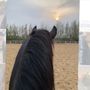 Samargoo🐎