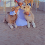 جاسم الرشيدي ‏