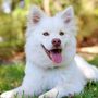 Tv_dogs
