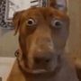 Funny Pets Of Snap