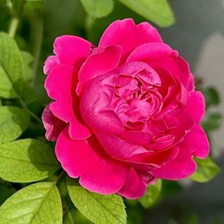 Shubham Kushwaha
