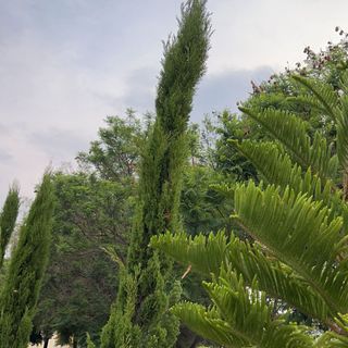 sahaaaar1