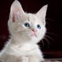 Cats World
