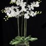 Orchid