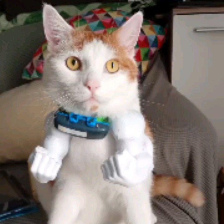 mausiemely