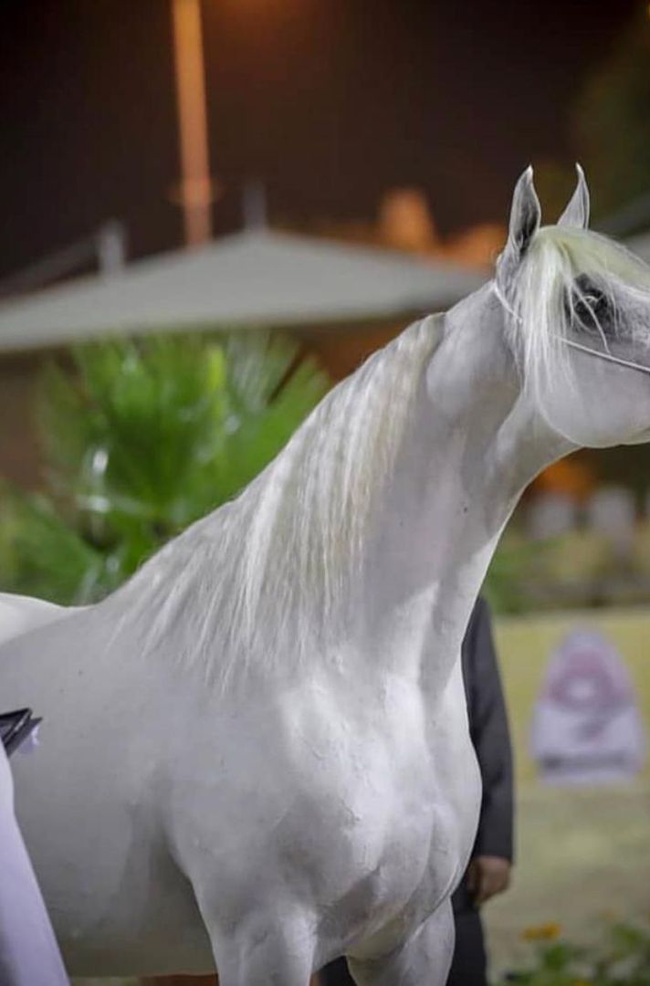 نواف‏ الـدوسـري | horses🇸🇦