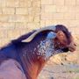 مراح النوادر