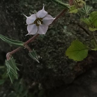 Aayushi