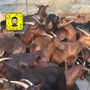 المهشمي | مراح اصل الدهم 🐐