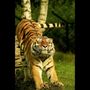 Animal Express