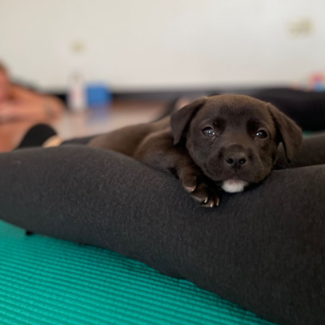 Rescue Puppy Yoga