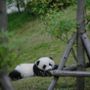 Hanaa🐼