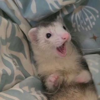 fuffyrrets