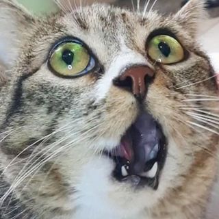 Bébé Crazycat