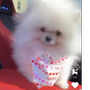 💕🦋PETS CUTE LOVE🐠