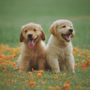 Animals Channel