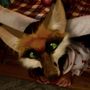 Fox Trot