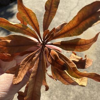 CrunchyLeaf