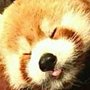 AttemptBox Animals