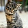 Animal Salvation