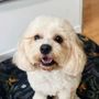 Dog Grooming Studio