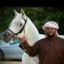 مربط مدينة العيون