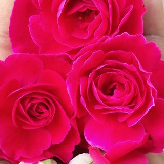 ARYanSHI