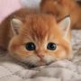 CATS LOVELY ✨