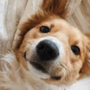 Daily Dogs