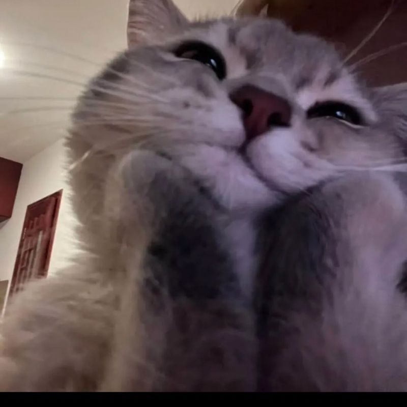 priddykittyx