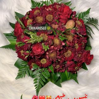 تشيكا روز ‏☙ℜ∞