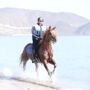 ⭐️🐎🇦🇪الفارس 🇦🇪🐎⭐️