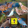 محمية الفارسي لطيور 🕊️🦚