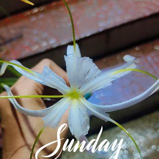 Suchilipcy