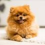 Fun Puppies