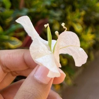 FLOWER 🌼