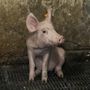 Meat = Immoral