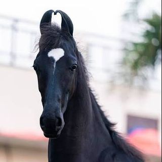 HorseEmpire
