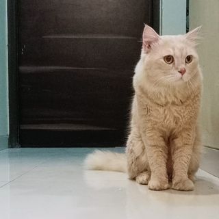 Rukhsar