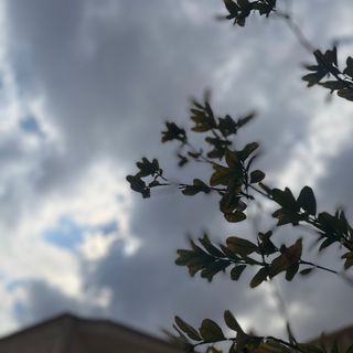 سلمى